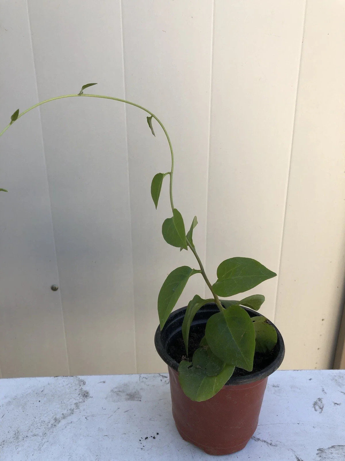 Live Plant - Anredera Cordifolia Roots - Heartleaf Maderavine, Madevine - Tropical Climbing Vine for Garden and Indoor Use