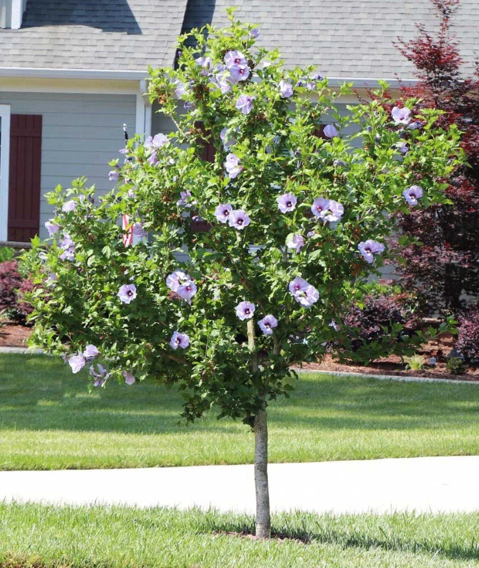 Rose Of Sharon Hibiscus Starter Plants 6-10" Bare Root Fast-Growing Summer Flowering Hibiscus syriacus