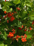Scarlet Runner Bean Seeds - Fresh Runner Bean Seeds - Phaseolus coccineus - Non-GMO, Heirloom Variety, Free Shipping
