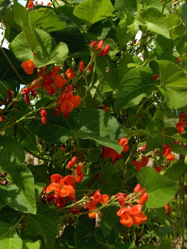 Scarlet Runner Bean Seeds - Fresh Runner Bean Seeds - Phaseolus coccineus - Non-GMO, Heirloom Variety, Free Shipping