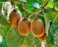 Kiwi Vine Seeds - 100 Organic Seeds - Edible Fruit - Actinidia Vine