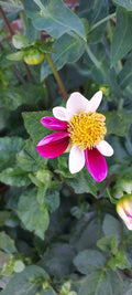 Dahlia Bulb Tuber - Twyning Smartie Daisy Mix - Pink & White - Garden Flower Plant