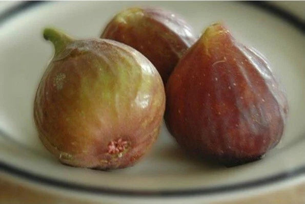 Ficus Carica 'Celeste' Fig Live Plant Cuttings - Set of Three - Healthy, Organic, Fruit-Bearing Plants