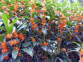 Fragrant Tea Sweet Olive Plant - Rooted Starter - Osmanthus fragrans - Apricot Echo Variety