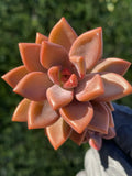 Graptosedum Alpenglow Bronze Succulent - 2-Inch Live Plant for Home Decor