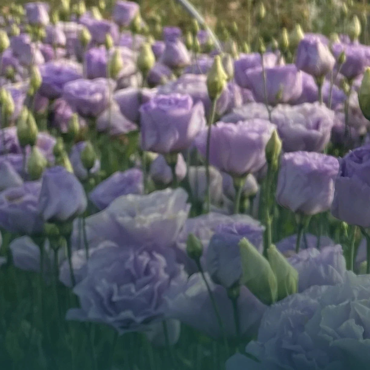 Lisianthus Live Plant Plugs - Colorful Variety Collection, Well Rooted - Eustoma grandiflorum