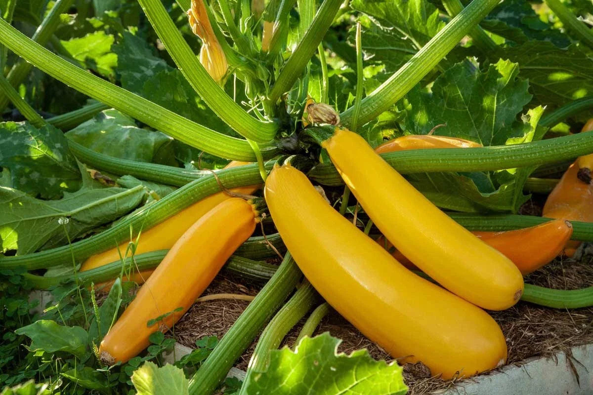 Golden Zucchini Seeds, Goldmine Variety, Non-GMO, Summer Squash, Heirloom Gardening, Vegetable Seeds