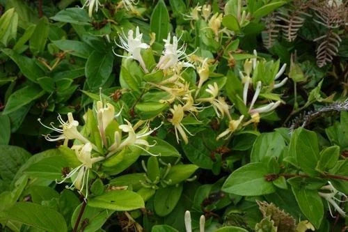 Japanese Honeysuckle Vines 7-Pack - Heirloom Southern Alabama Lonicera japonica - Fragrant Live Plants