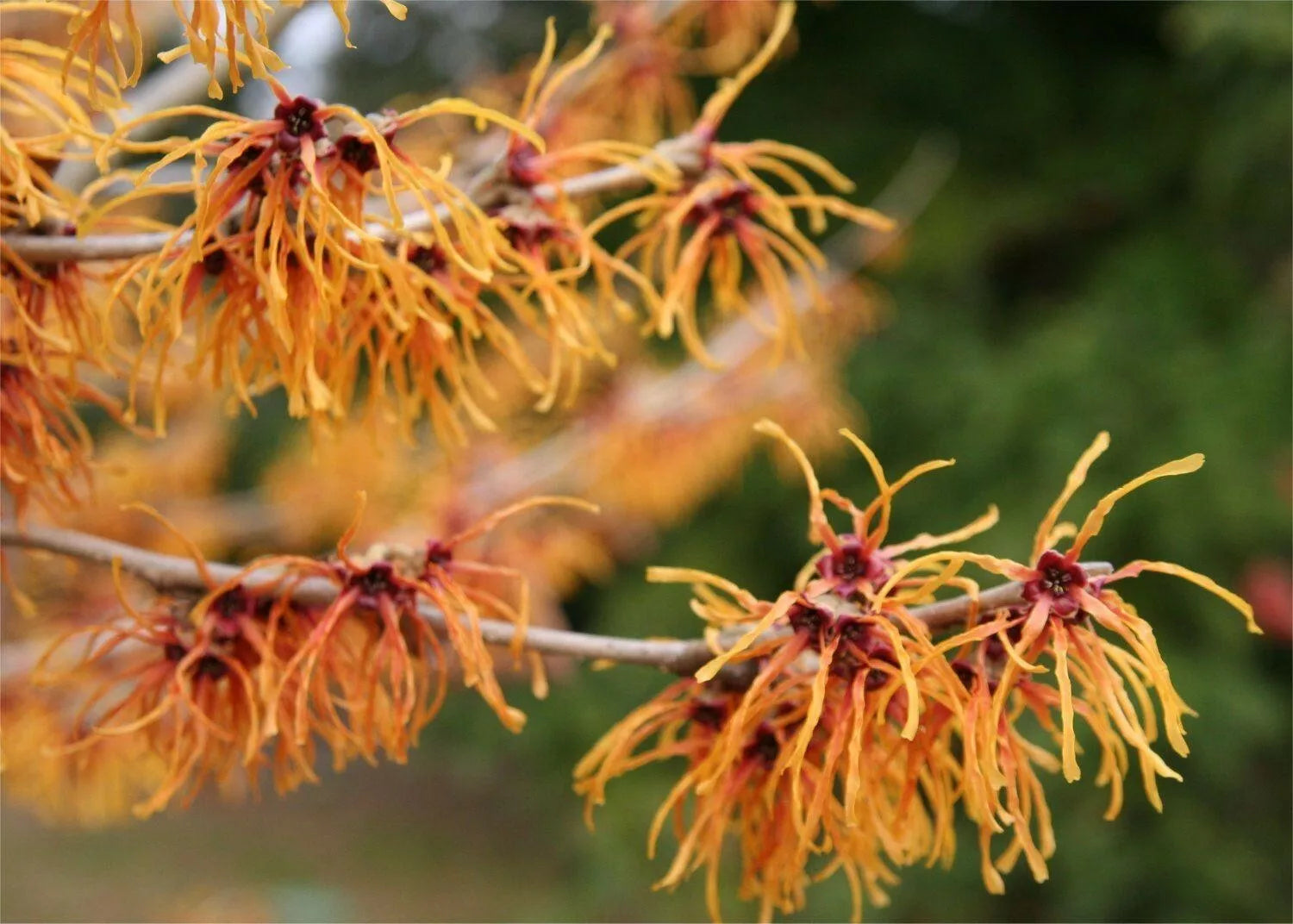 Witch Hazel Starter Plant Set of 2, 8-16 Inch Bare Root, Hamamelis vernalis, Hardy Shrub for Gardens