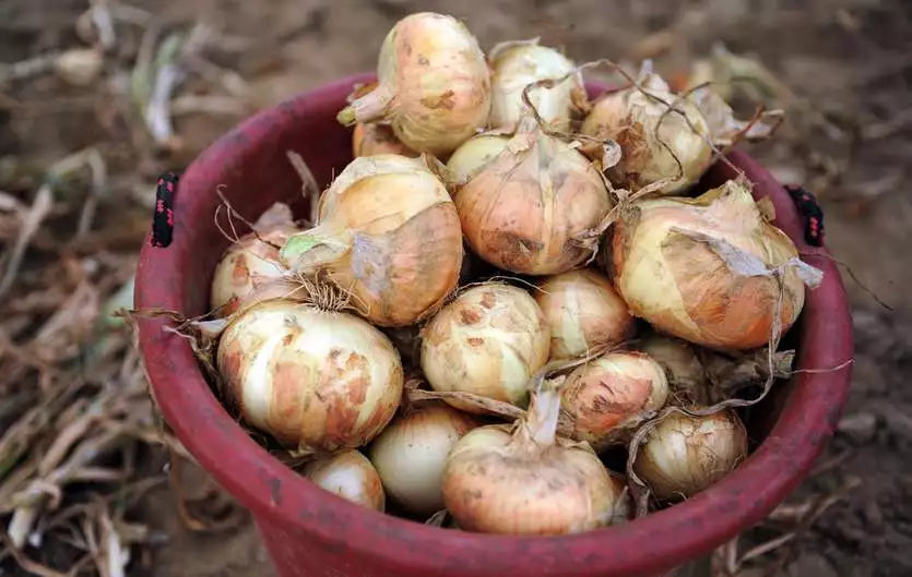 Organic Onion Seeds - 200+ Early Texas Grano - Short Day Variety - Perfect for Spring & Fall Vegetable Garden