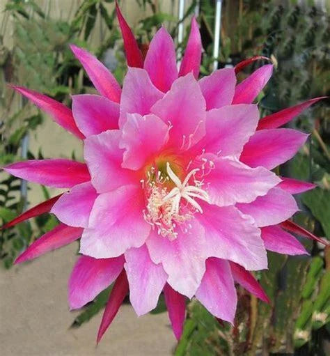 Epiphyllum Orchid Cactus Cutting, 8" "Grace Ann" Variety, Flowering Houseplant, Succulent