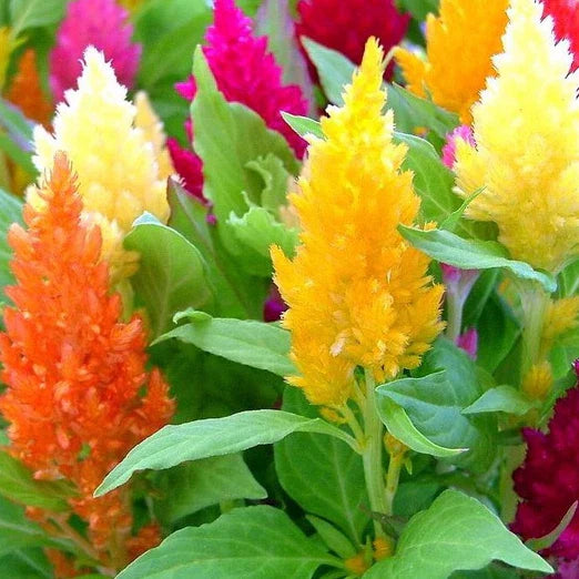 Pampas Plume Celosia Seeds Mix | Non-GMO Flower Seeds | Colorful Garden Variety | Celosia spp.