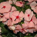 Vinca Seeds 500 Count, Sunsplash Apricot GL, Catharanthus roseus, Flowering Plant Seeds for Garden or Landscape