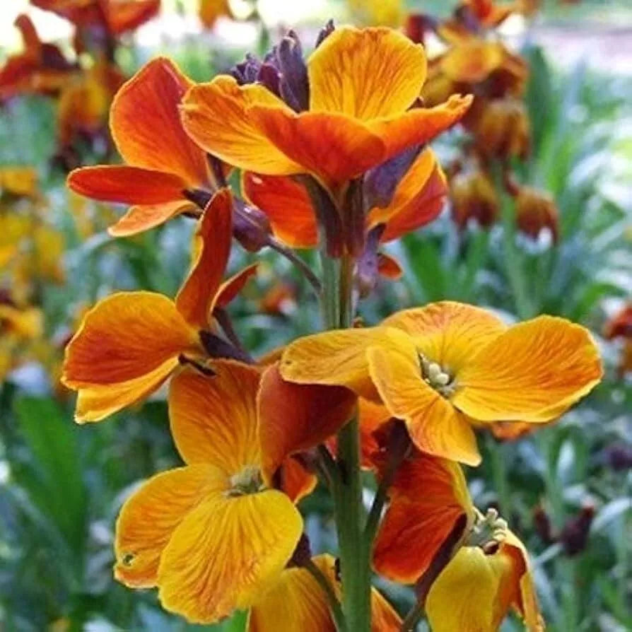 English Wallflower Seeds 150+ Cheiranthus Cheiri, Butterfly Attracting Flower Seeds, Free Shipping, USA