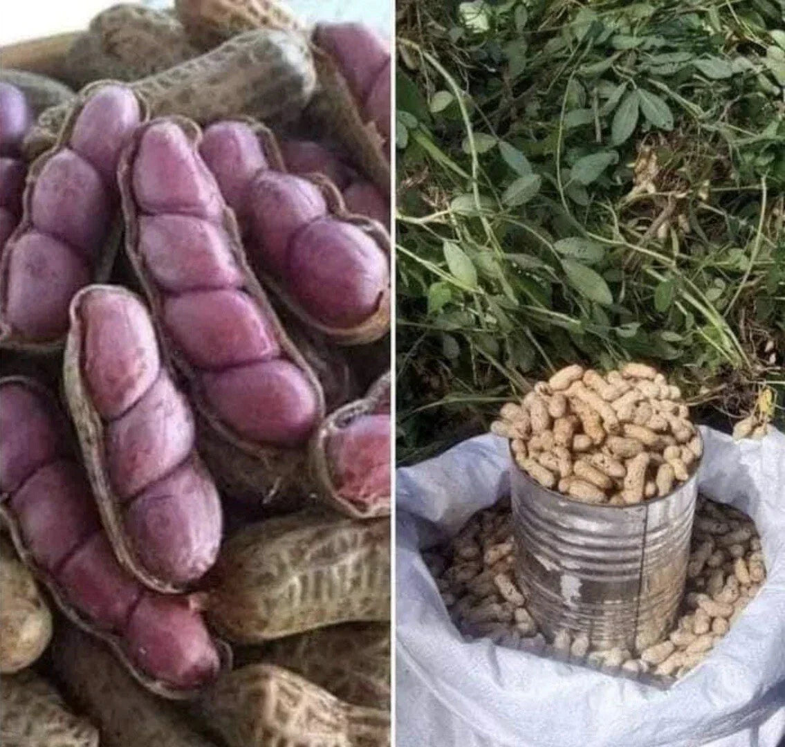 Virginia Jumbo Peanut Seeds - 40+ Count for Planting - Arachis hypogaea