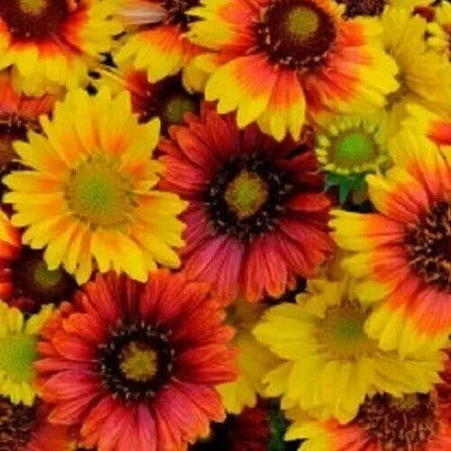 Gaillardia Seeds - Mesa Mix, 10 Seeds - Blanket Flower (Gaillardia grandiflora)