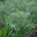 Dukat Dill Seeds | 500 Heirloom Non-GMO Seeds | Anethum graveolens | Free Shipping