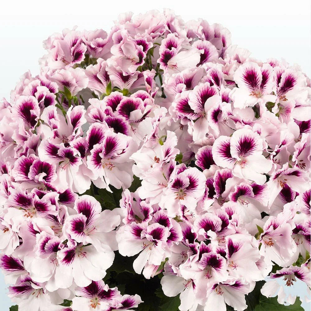 White Purple Geranium Seeds - 10 Perennial Flower Seeds - Geranium maculatum - US Seller
