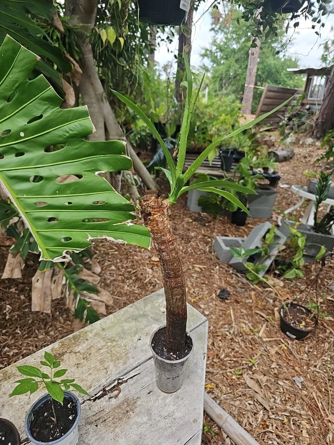 Yucca Elephantipes Plant 3" Pot Soft-tip Spineless Gigantea Mature Stem Indoor Tropical Succulent