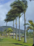 15 King Palm Seeds - Bangalow Piccabeen - Archontophoenix alexandrae - Tropical Garden Planting