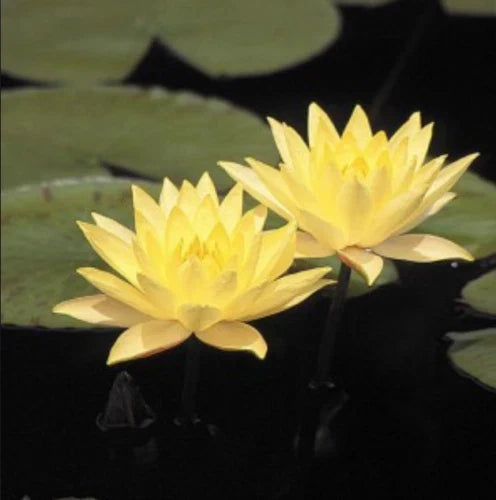 Large Pink Yellow Water Lily Tuber - Fully Rooted Live Plant, Winter Hardy, Nymphaea spp.