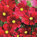 Dazzler Cosmos Seeds - 200+ Pack for Garden Planting - Colorful Annual Flowers - Cosmos bipinnatus