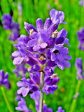 English Lavender Seeds 100 Count, Munstead Variety, Hardy Herb, Easy to Grow (Lavandula angustifolia)