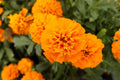 Mandarin Marigold Seeds - 25+ Pack for Garden Planting - Tagetes patula - USA Grown - Free Shipping