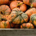 Speckled Hound Pumpkin Seeds - 25+ Seeds for Garden Planting - Cucurbita Pepo - USA Grown