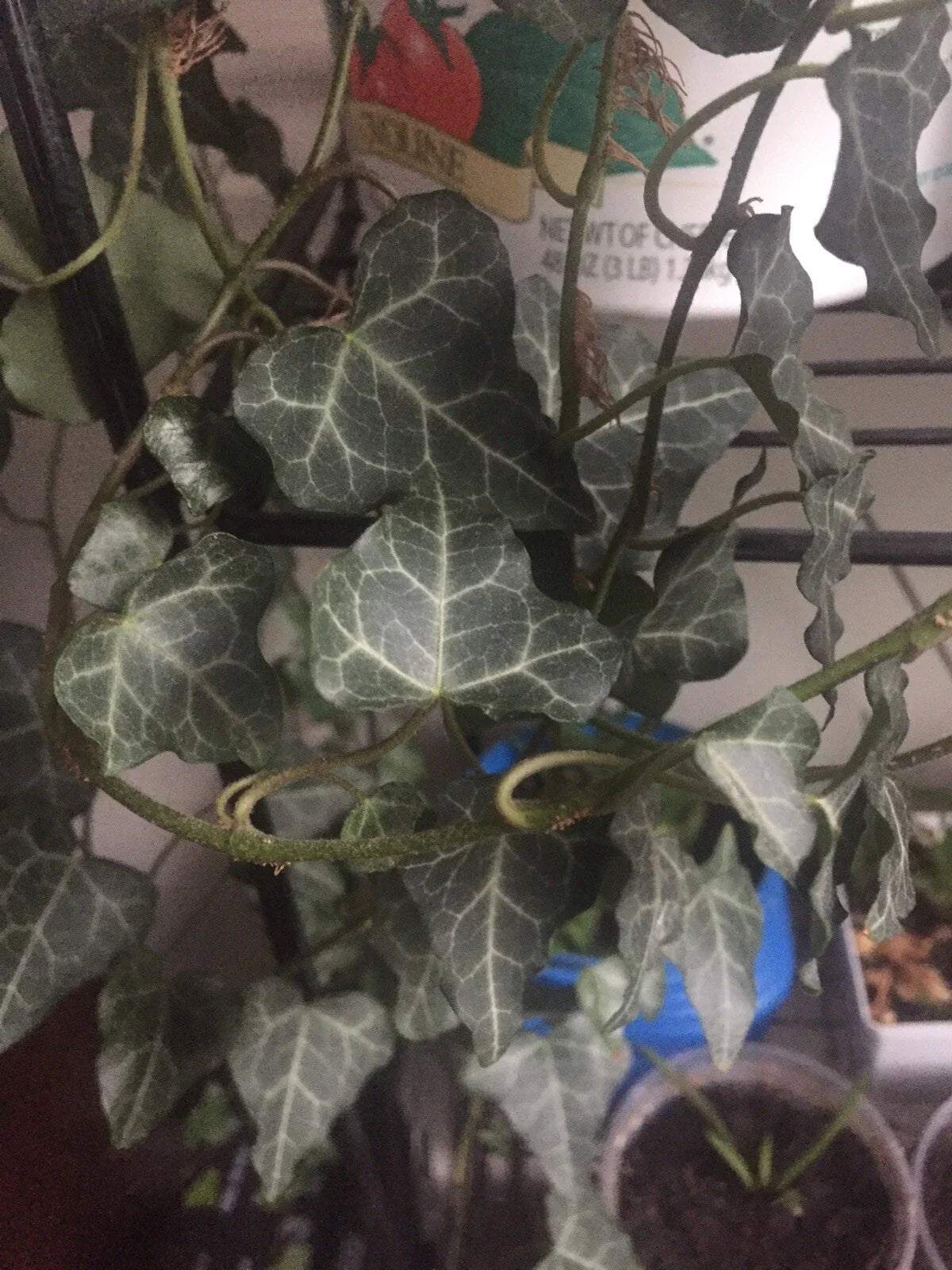 Live English Ivy Cuttings with Roots - 10 Pack - Ready to Plant - Hedera helix - Wholesale Lot