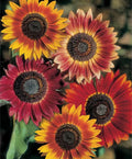 Evening Sun Sunflower Seeds - Helianthus Bicolor Red Orange - 2025 Planting Seeds for Vibrant Garden Blooms
