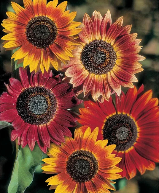 Evening Sun Sunflower Seeds - Helianthus Bicolor Red Orange - 2025 Planting Seeds for Vibrant Garden Blooms