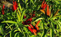 Fresh Thai Bird Premium Pepper Seeds - 20 Count - Capsicum annuum - New Harvest
