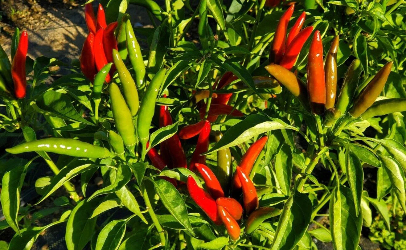Fresh Thai Bird Premium Pepper Seeds - 20 Count - Capsicum annuum - New Harvest