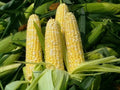 Peaches & Cream Corn Seeds - 30 Organic Non-GMO Sweet Seeds - Zea mays var. saccharata