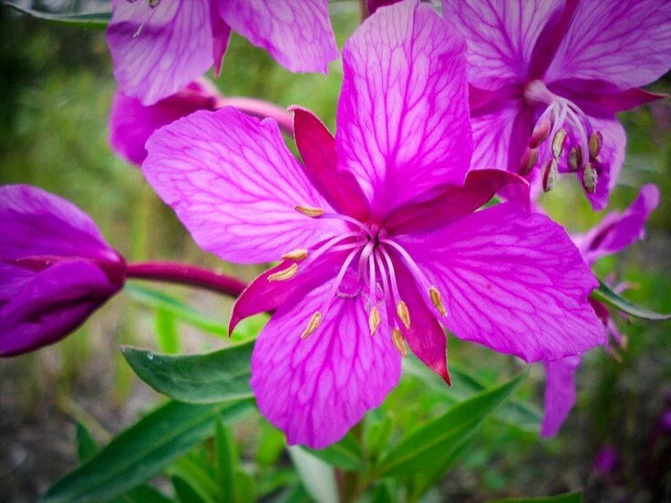 Fireweed Rhizome - Chamaenerion angustifolium - Perennial Plant for Gardens and Landscapes