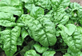 Noble Giant Spinach Seeds - 100+ NON-GMO Seeds for Home Gardening - Spinacia oleracea