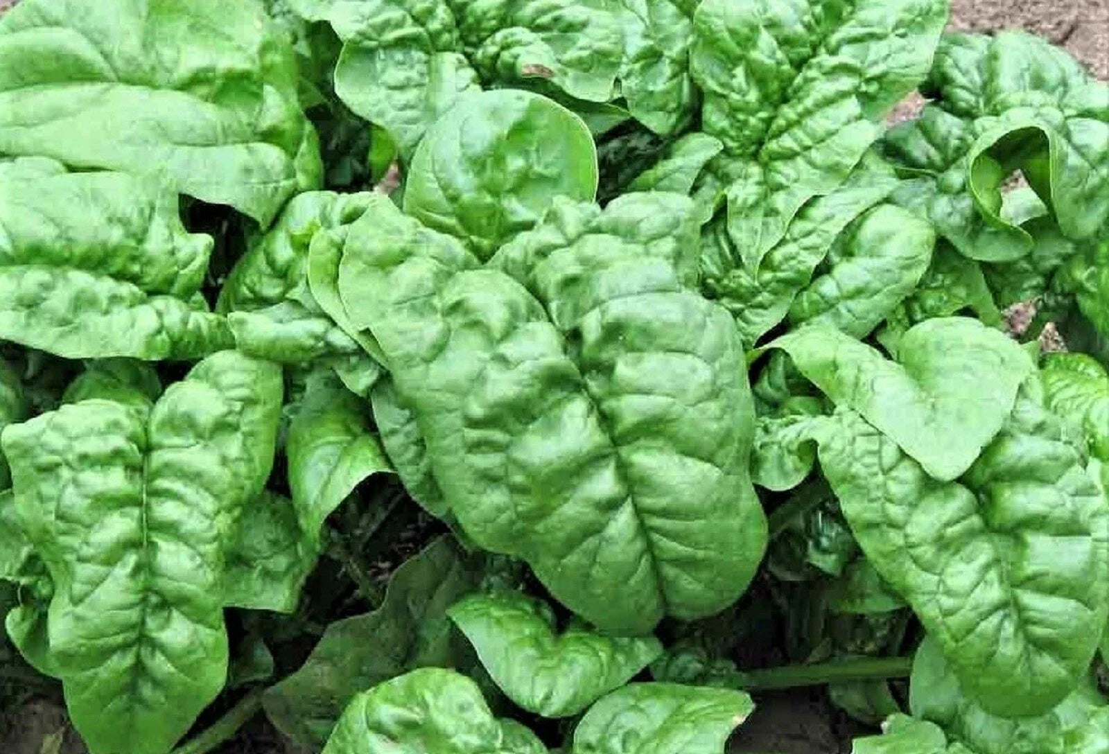 Noble Giant Spinach Seeds - 100+ NON-GMO Seeds for Home Gardening - Spinacia oleracea
