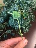 Unrooted Cuttings of Scindapsus Pictus Rare Houseplant Pothos - 5 Leaves/1 Node - Indoor Plant Decor