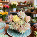 Echeveria Mebina Variegata Succulent Plant - Rare Variegated Bare Root Live Easy Care (2-3 inches)