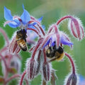 Borage Seeds - Heirloom Non-GMO Edible Flowers & Leaves - Borago officinalis - With Tracking