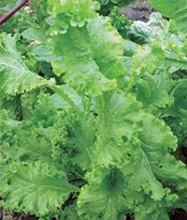 Mustard Greens Seeds, Southern Giant, Heirloom, Non-GMO, 500 Seeds, Brassica juncea