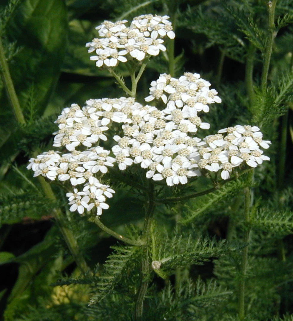 Yarrow Seeds - Fresh Herb Seed Variety for Gardening - Achillea millefolium