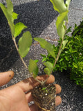 Acerola Cherry Tree Plant - Live, Pesticide-Free, Well Established - Malpighia emarginata
