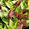 Vietnamese Perilla Seeds | La Tía Tô Asian Mint | Thai Basil Seeds for 2025 | Shiso Herb Seed