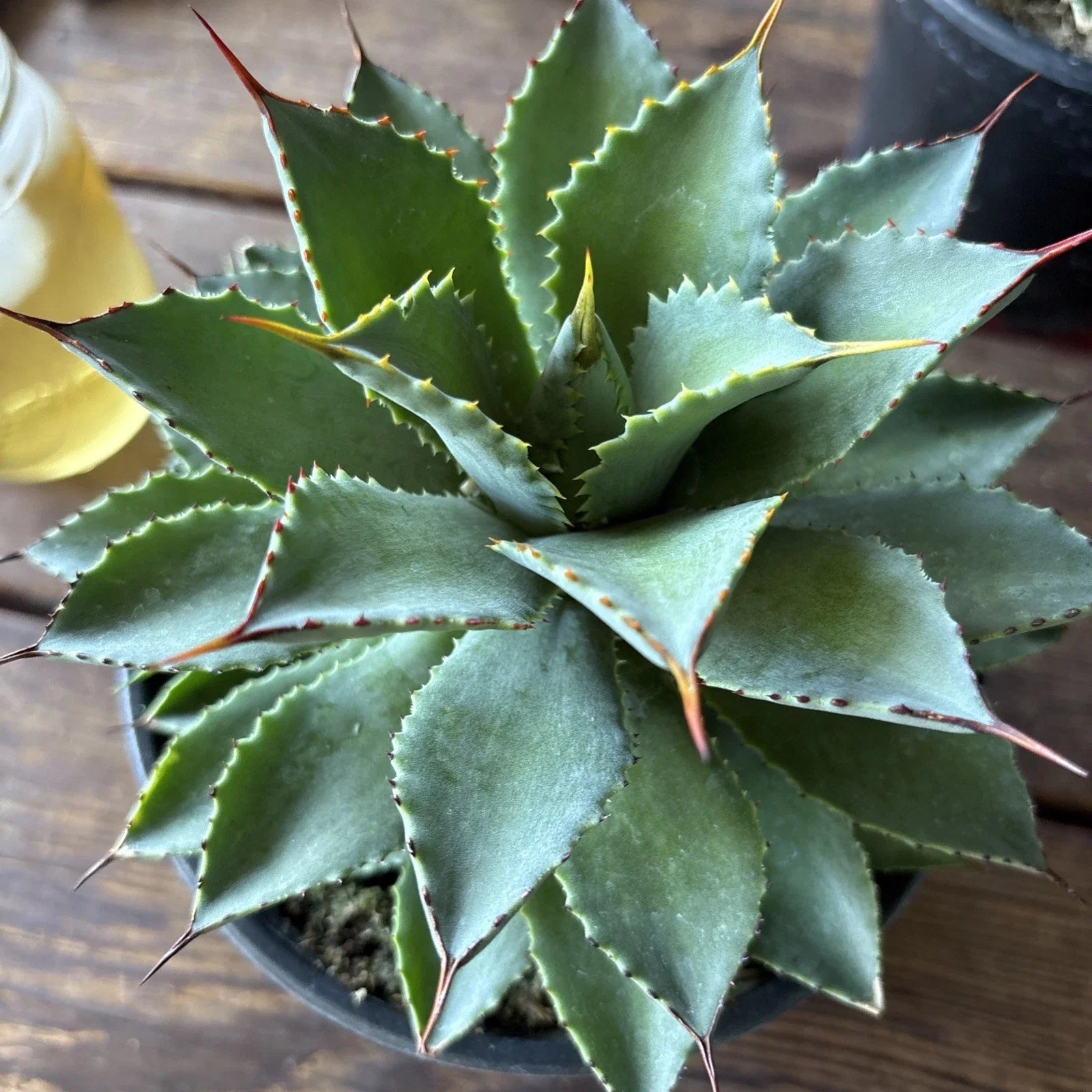 Agave Potatorum Plant, 6" Rooted in Pot, Succulent Variety, Ornamental Cactus, Home & Garden Decor