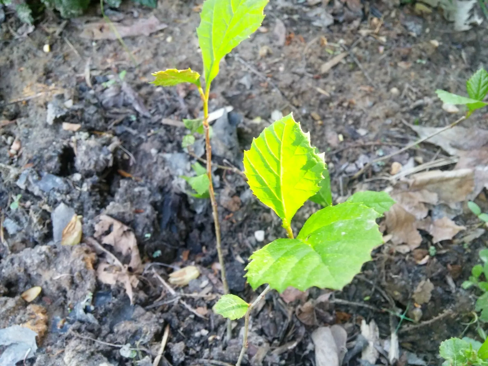 American Sycamore Seeds 1/2 lb Platanus occidentalis Buttonwood Tree