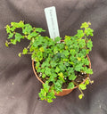 String of Frogs Plant 3" Pot Ficus pumila quercifolia Rooted