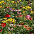 Wildflower Seeds Mix - 19 Species, Midwestern Garden or Meadow, Native Flowers - Free Shipping