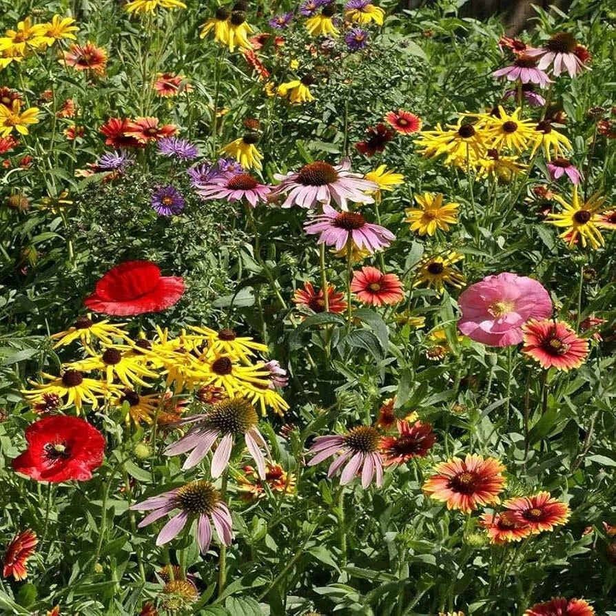 Wildflower Seeds Mix - 19 Species, Midwestern Garden or Meadow, Native Flowers - Free Shipping
